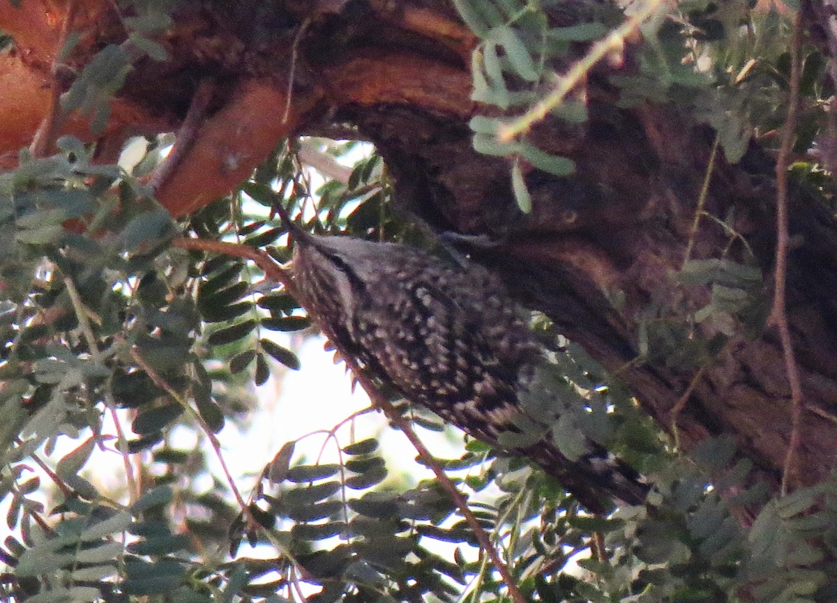 Indian Spotted Creeper - ML620129864