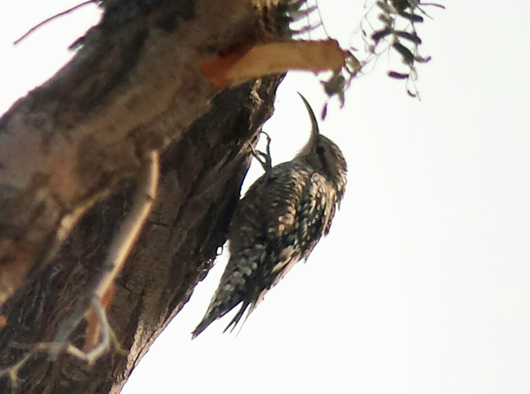 Indian Spotted Creeper - ML620129867