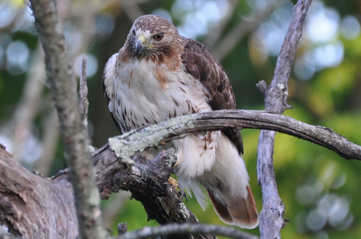 Red-tailed Hawk - ML620129869