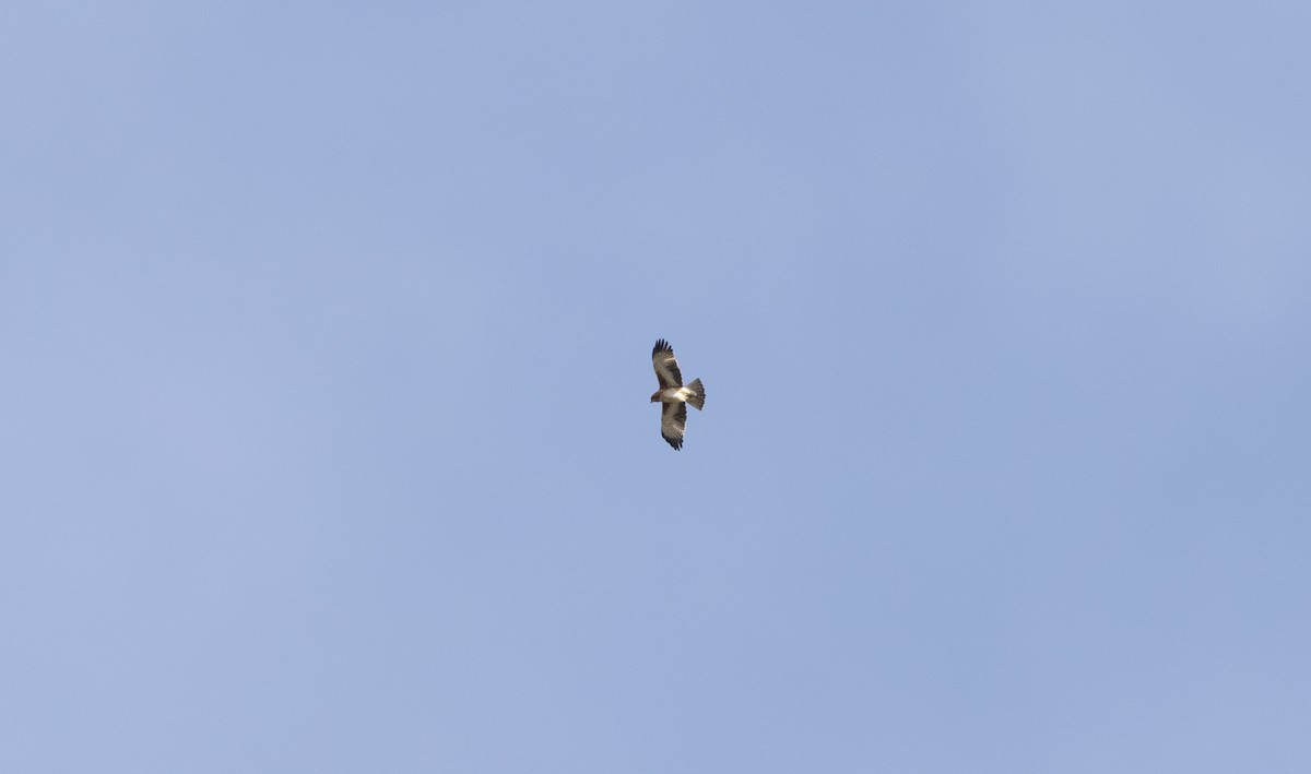 Австралийский орёл-карлик - ML620129871