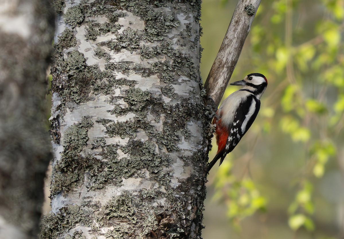 Great Spotted Woodpecker - ML620129872