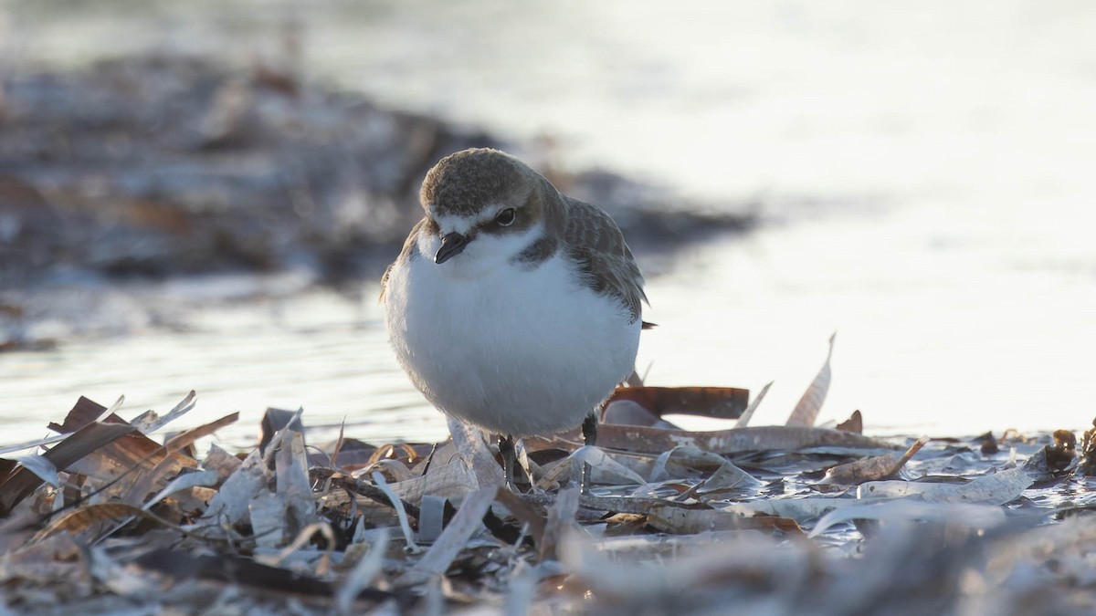 Double-banded Plover - ML620129874