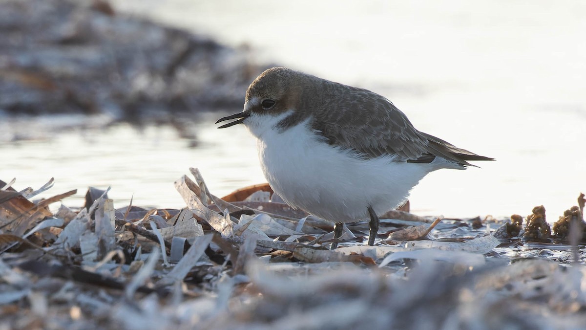 Double-banded Plover - ML620129875
