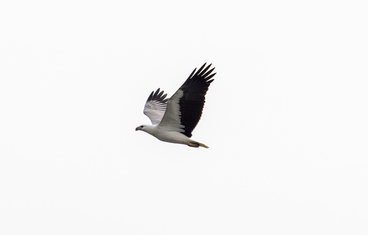 Белобрюхий орлан - ML620129882