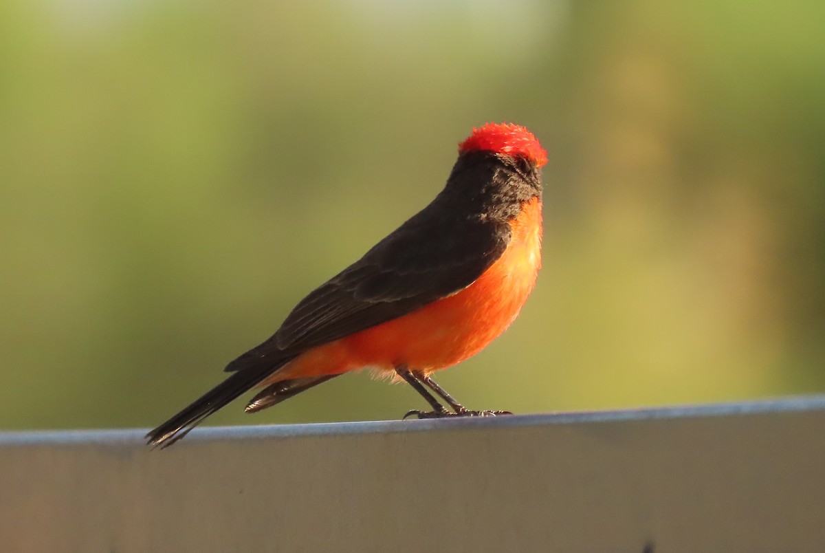 Vermilion Flycatcher - ML620129884