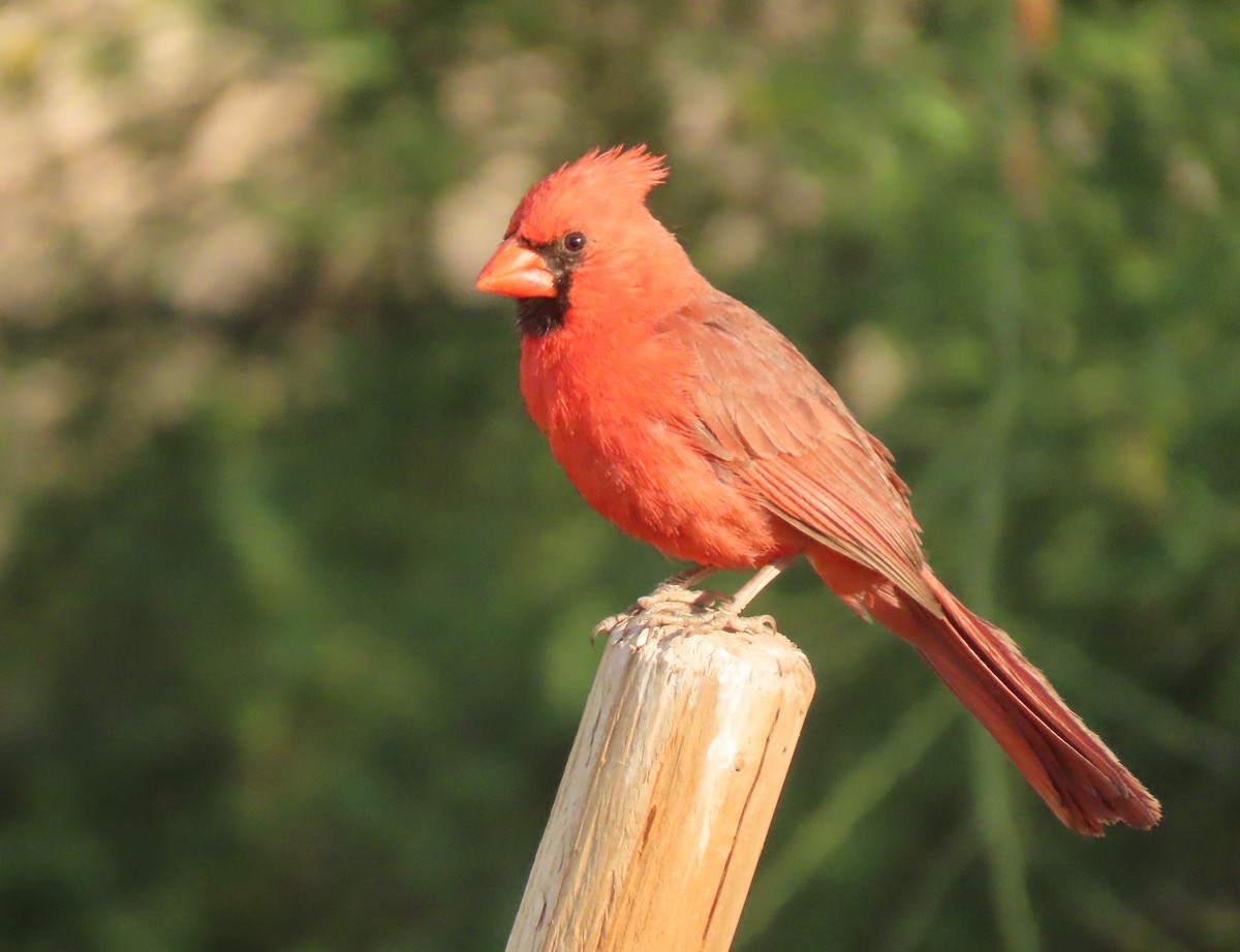 Cardinal rouge - ML620129891