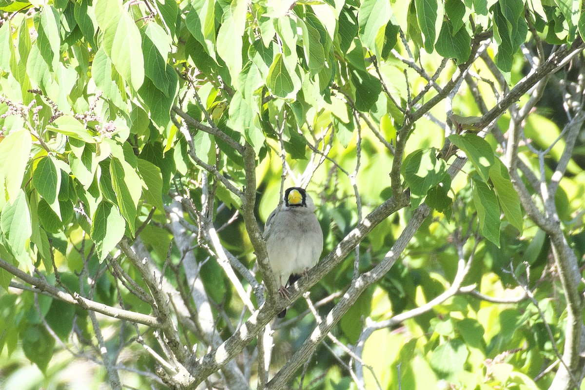 Japanese Grosbeak - ML620129906