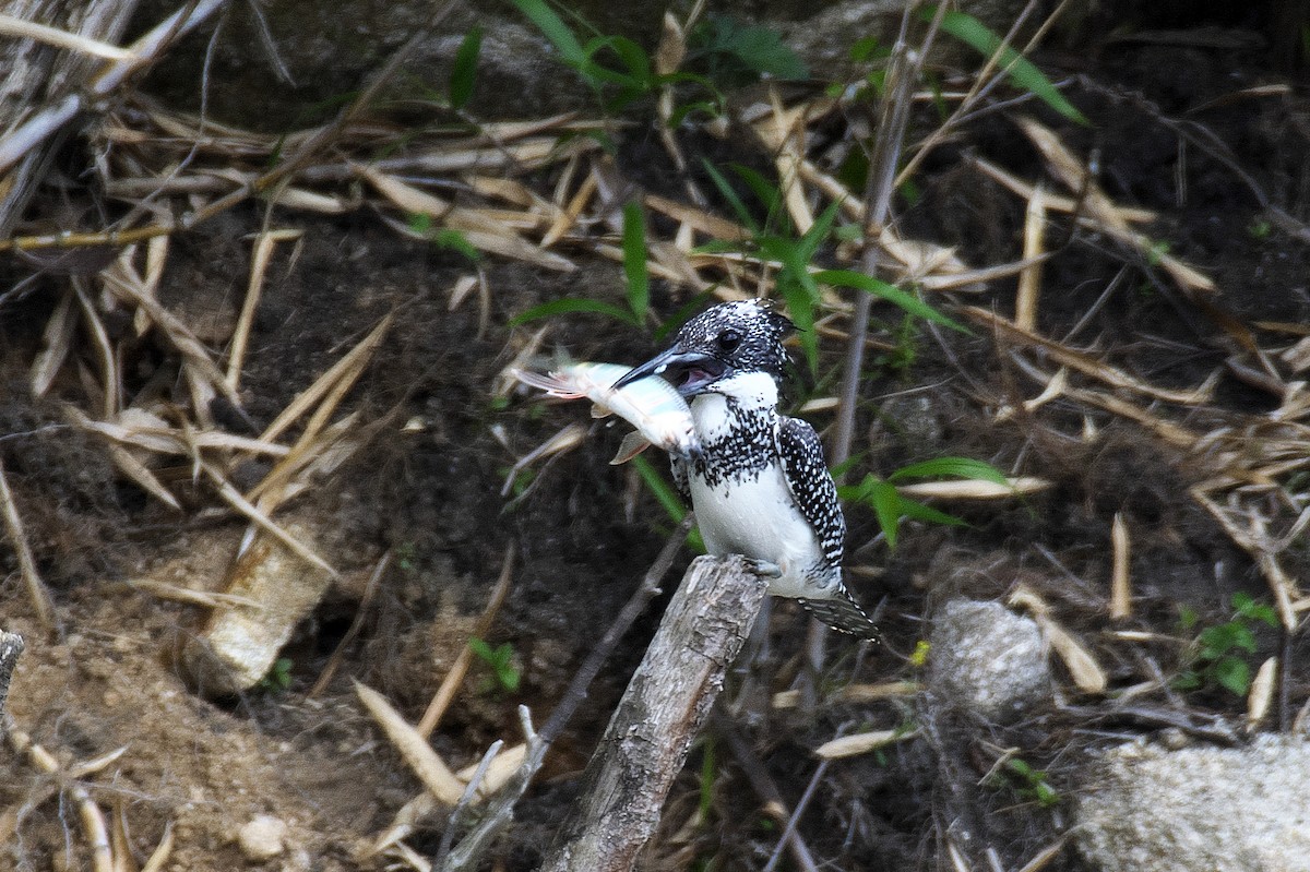 Crested Kingfisher - ML620129908