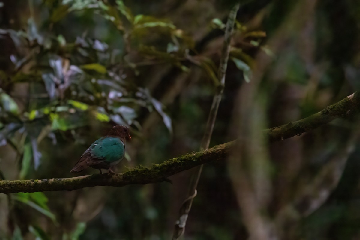 Pacific Emerald Dove - ML620129934