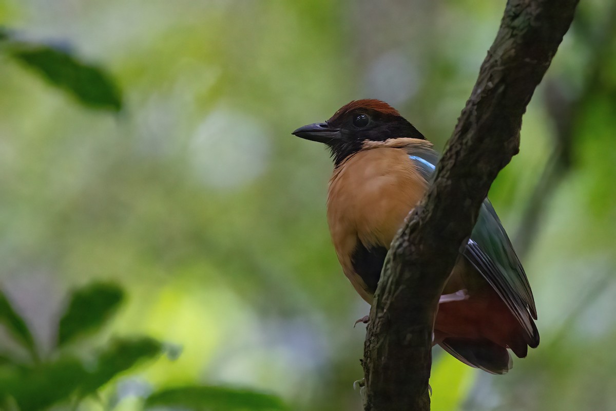 Noisy Pitta - ML620129942