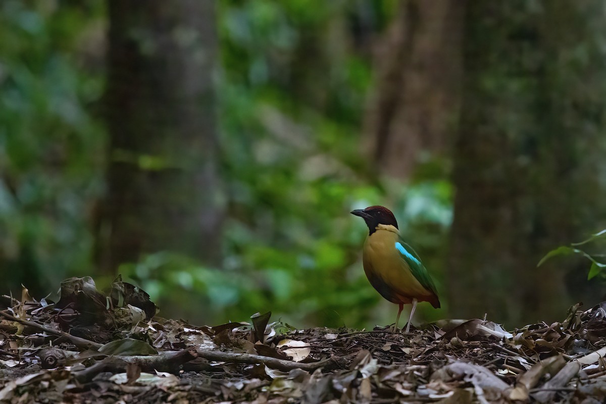 Noisy Pitta - ML620129945