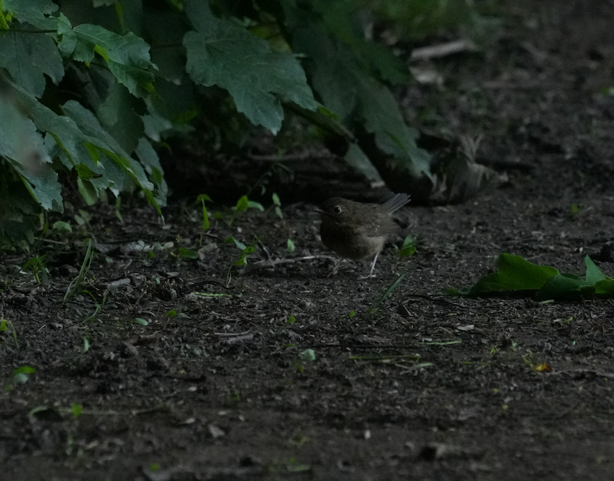 Eurasian Wren - ML620129955