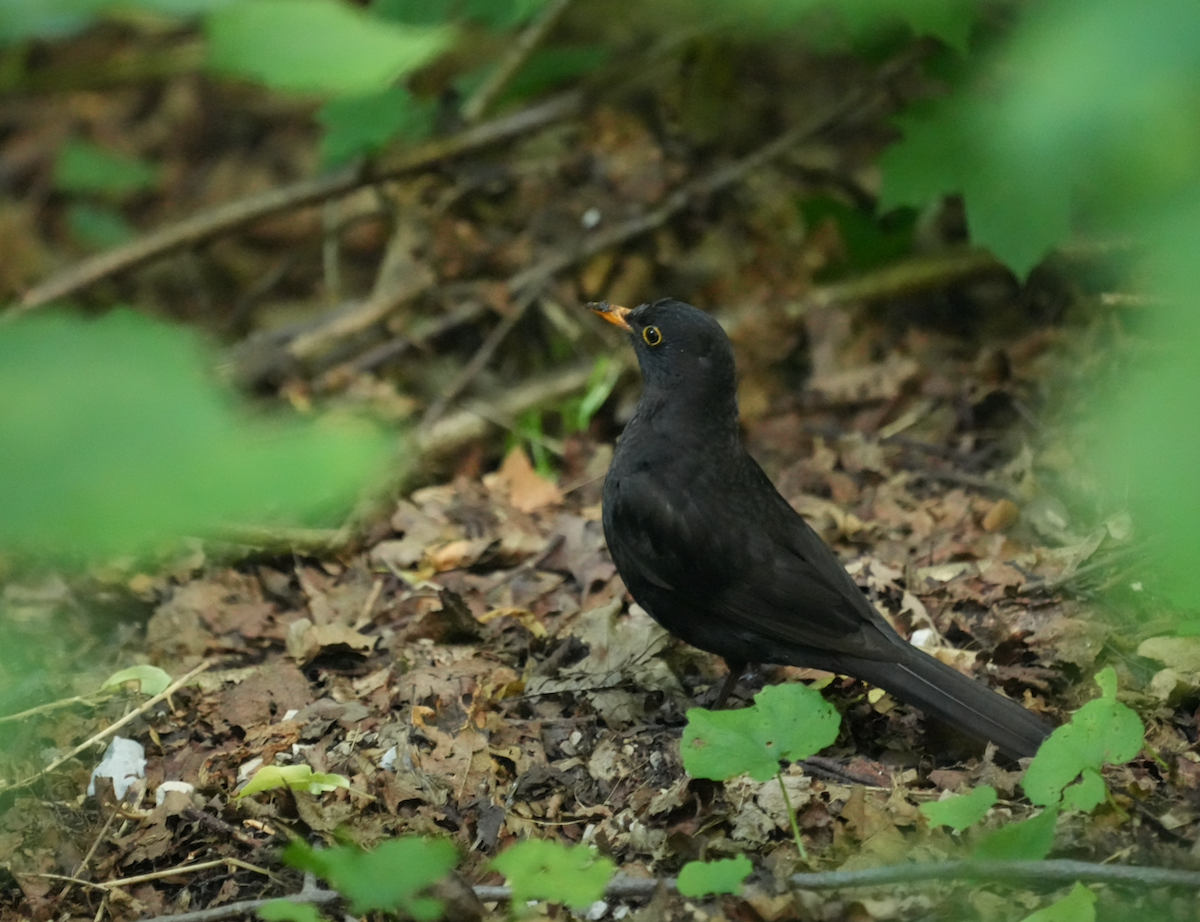 Eurasian Blackbird - ML620129957