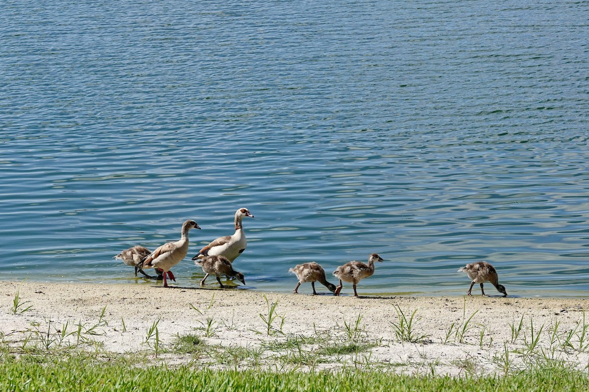 Egyptian Goose - ML620129970