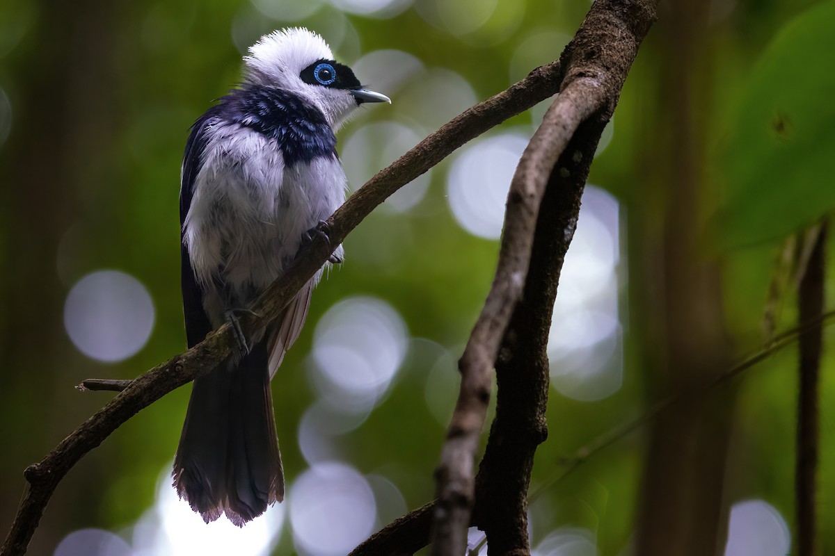 Pied Monarch - ML620129976