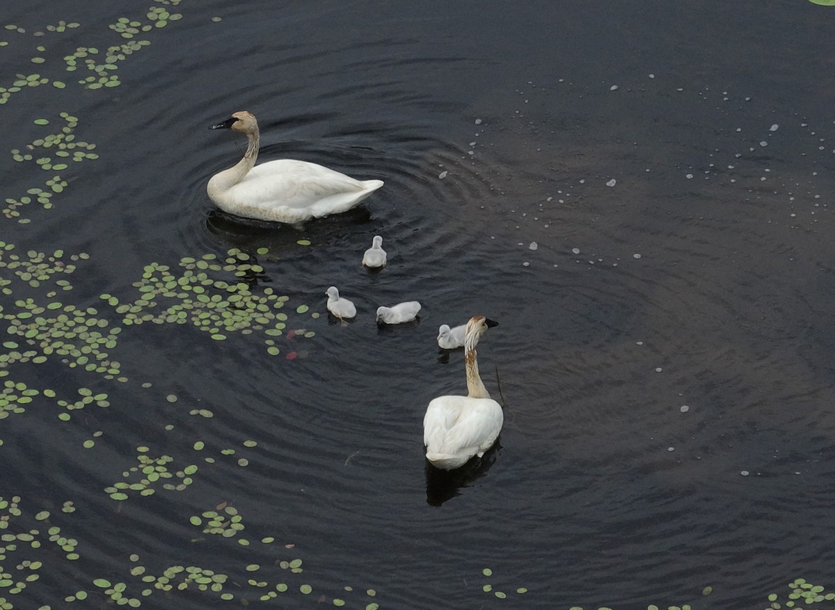 Cisne Trompetero - ML620129986