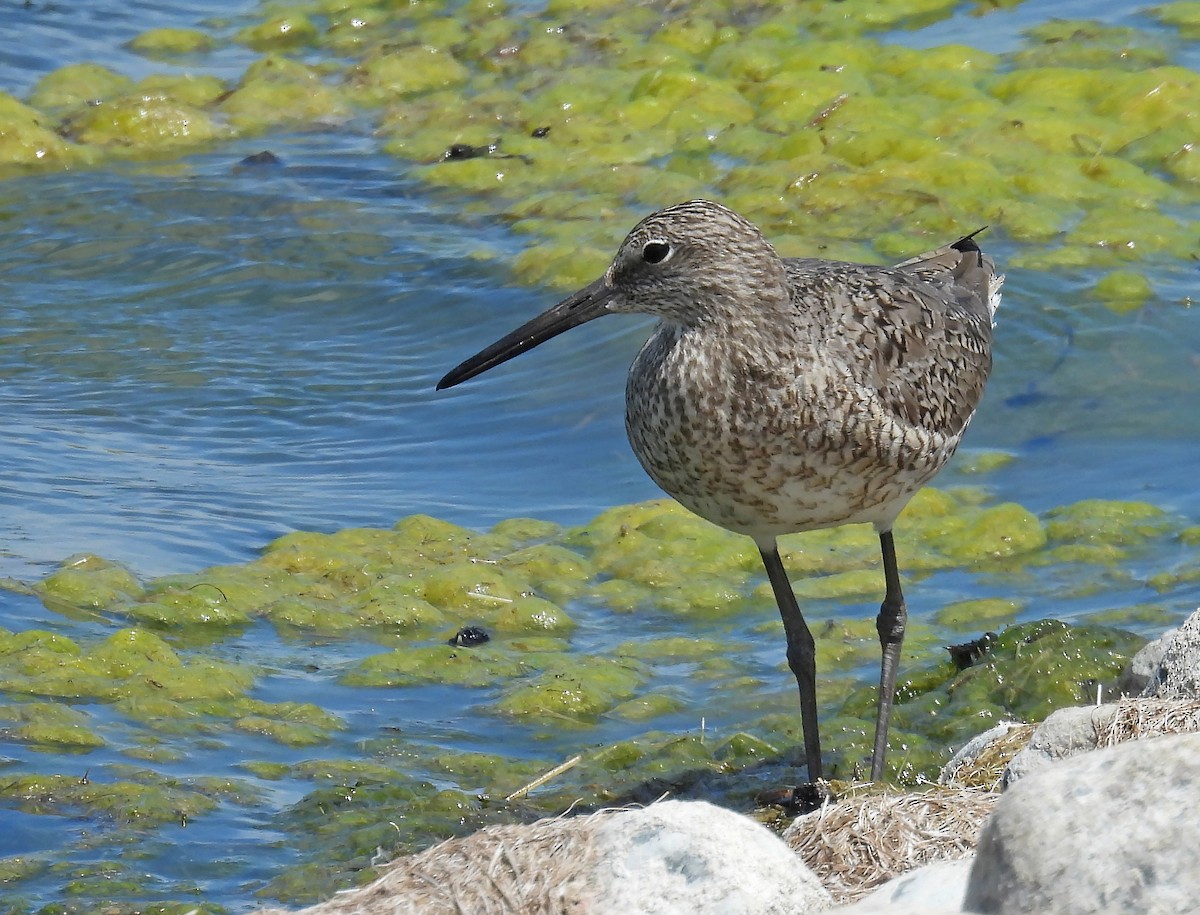 Willet - ML620129987