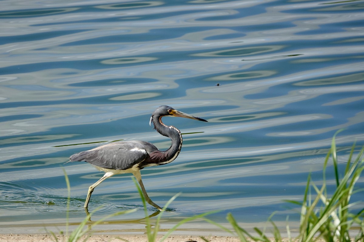 Tricolored Heron - Kenna Sue Trickey