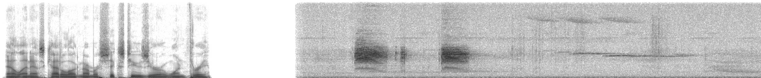 tinnmaurfugl (saturatior/vicina) - ML62013