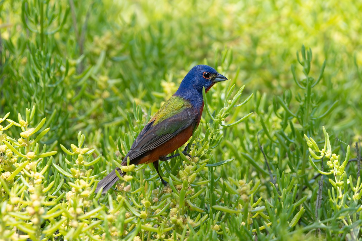 Painted Bunting - ML620130013
