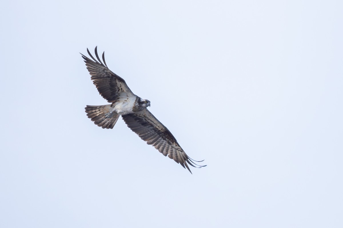 Águila Pescadora (haliaetus) - ML620130029