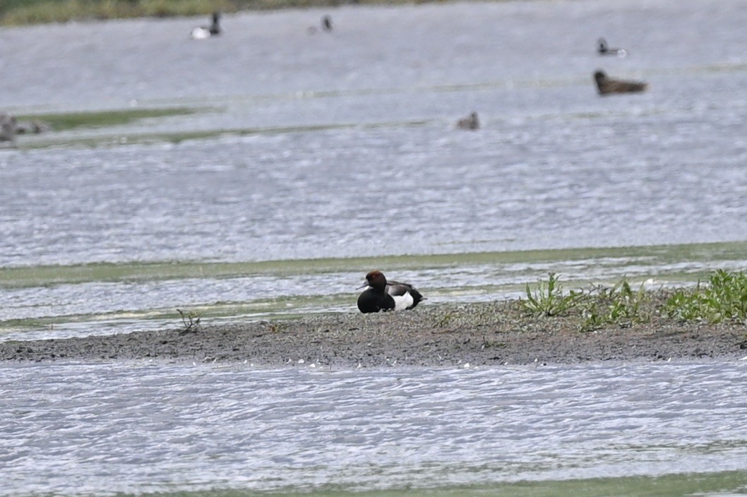 Red-crested Pochard x Tufted Duck (hybrid) - ML620130047