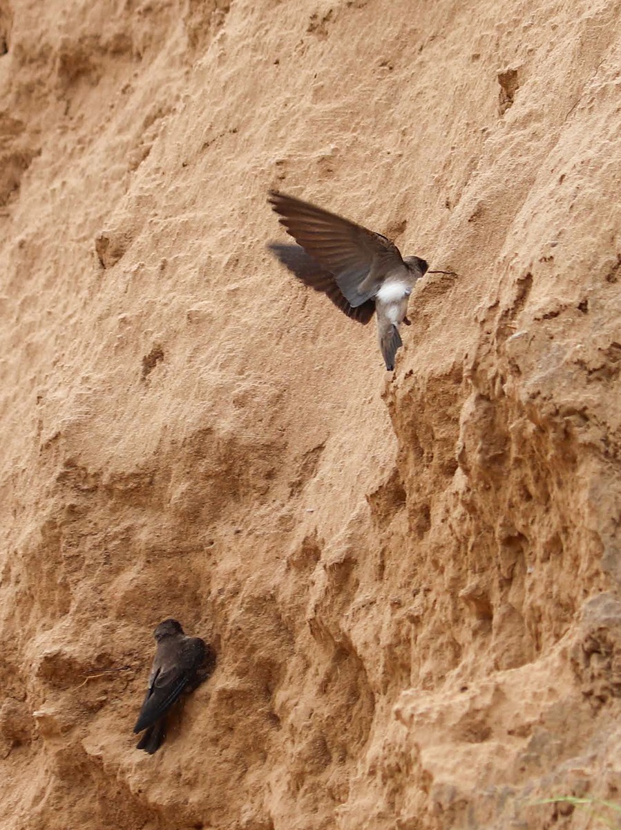 Bank Swallow - ML620130071