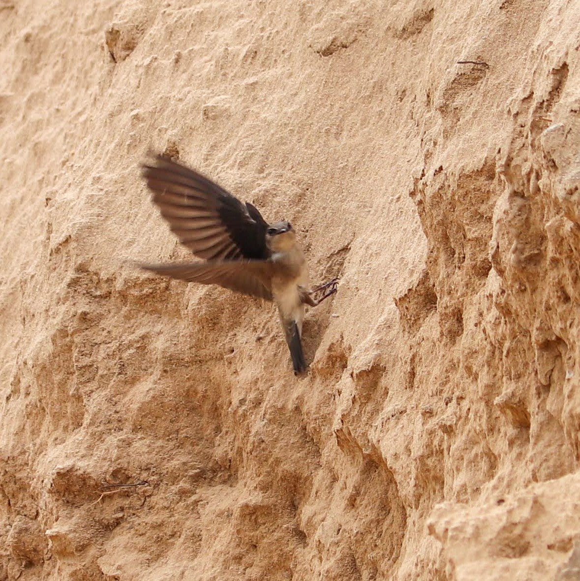 Bank Swallow - ML620130072