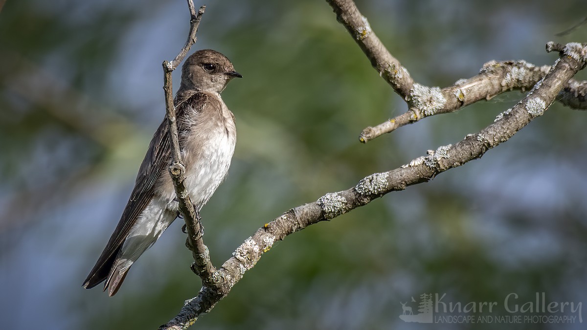 Northern Rough-winged Swallow - ML620130083