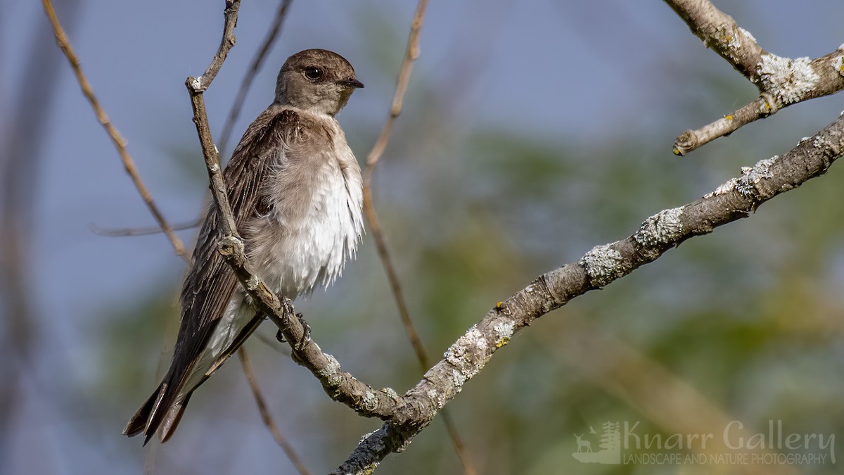 Northern Rough-winged Swallow - ML620130084