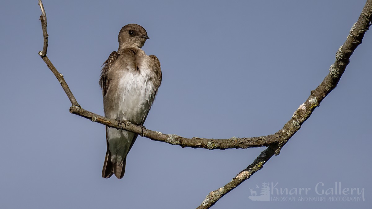 Northern Rough-winged Swallow - ML620130085