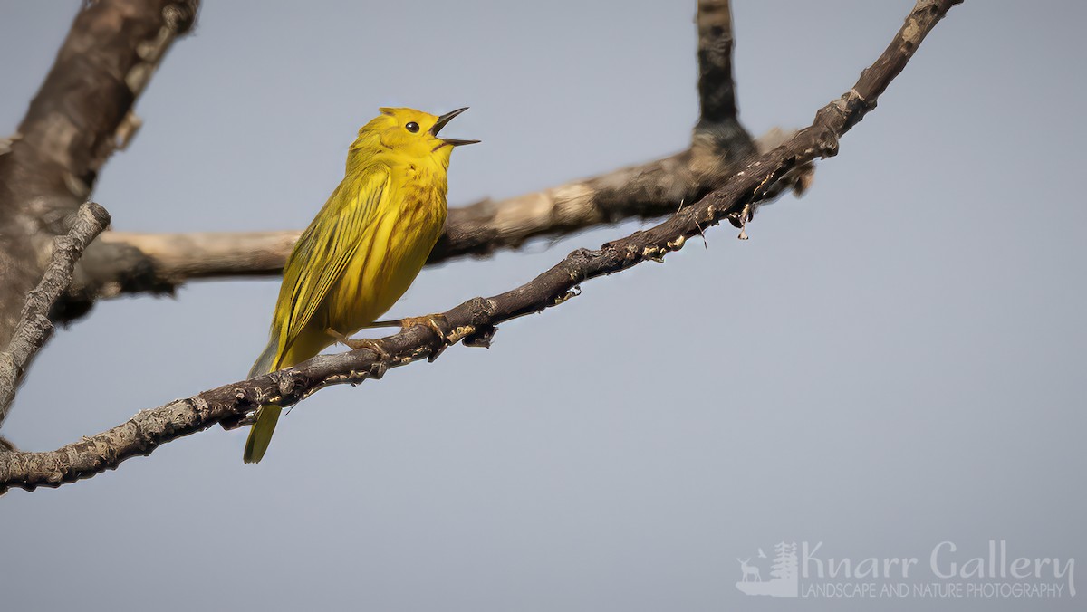Yellow Warbler - ML620130099