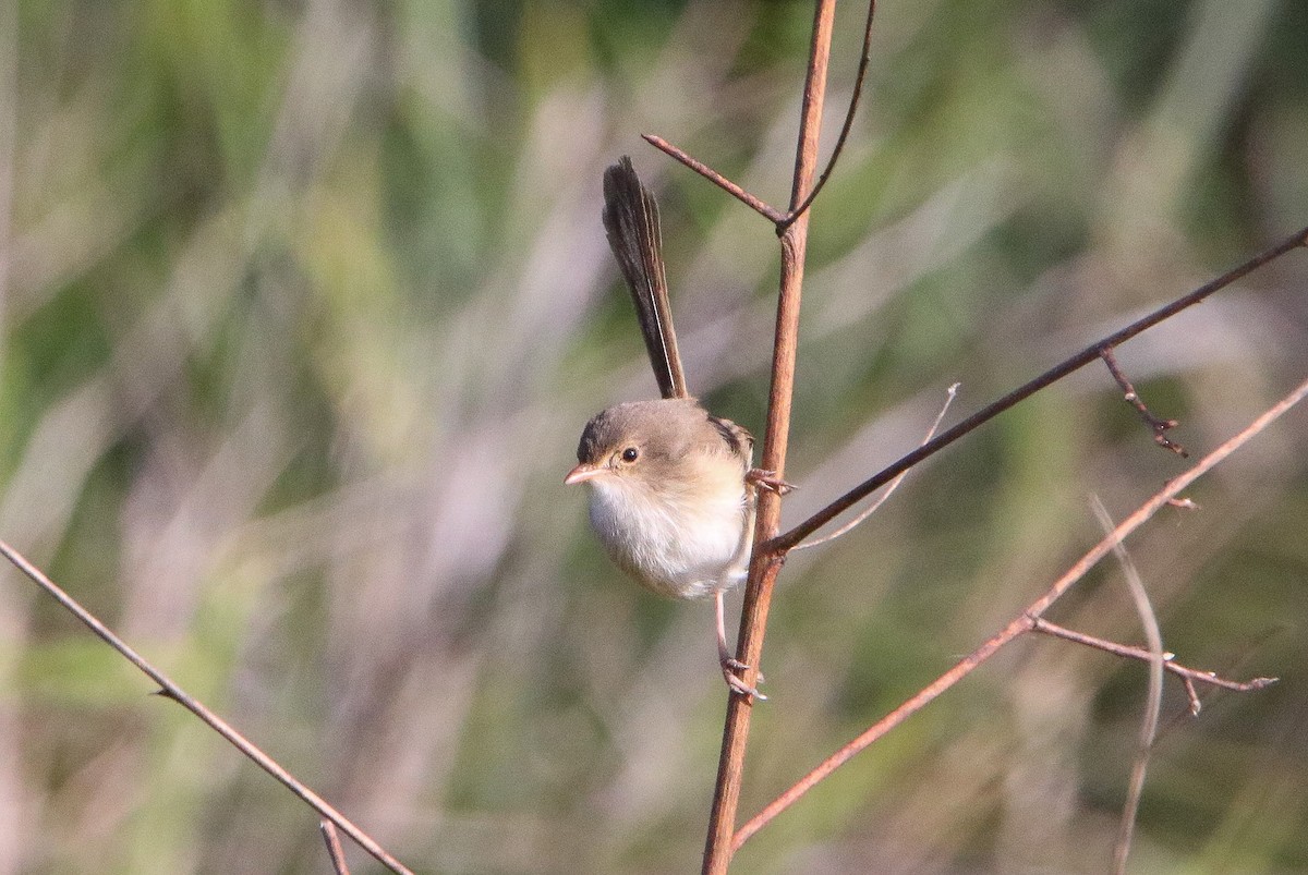 Red-backed Fairywren - ML620130111