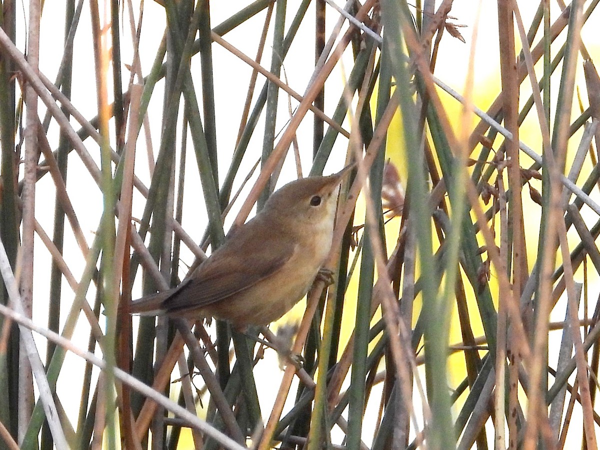 Common Reed Warbler - ML620130117