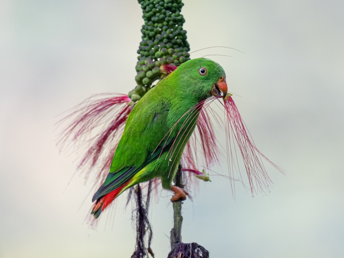 ML620130133 - Wallace's Hanging-Parrot - Macaulay Library