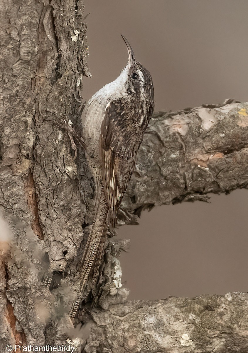 Bar-tailed Treecreeper - Prathamesh Desai