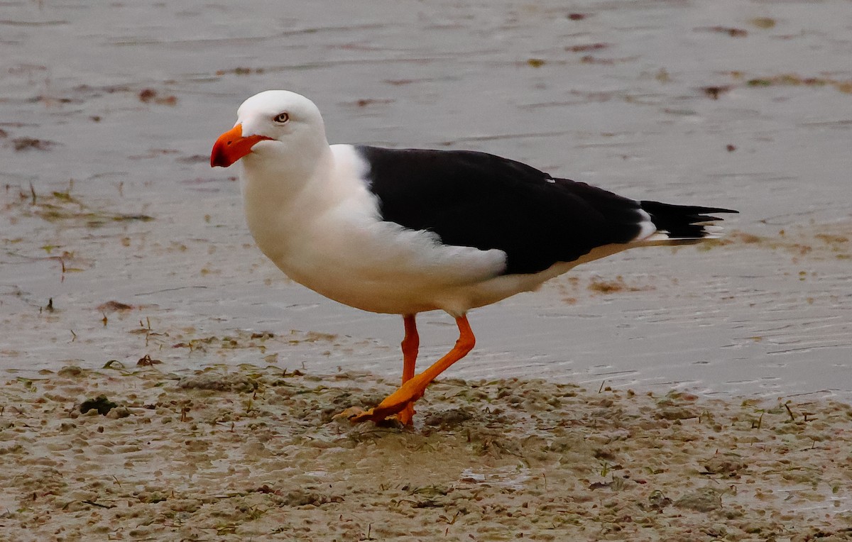Pacific Gull - ML620130147