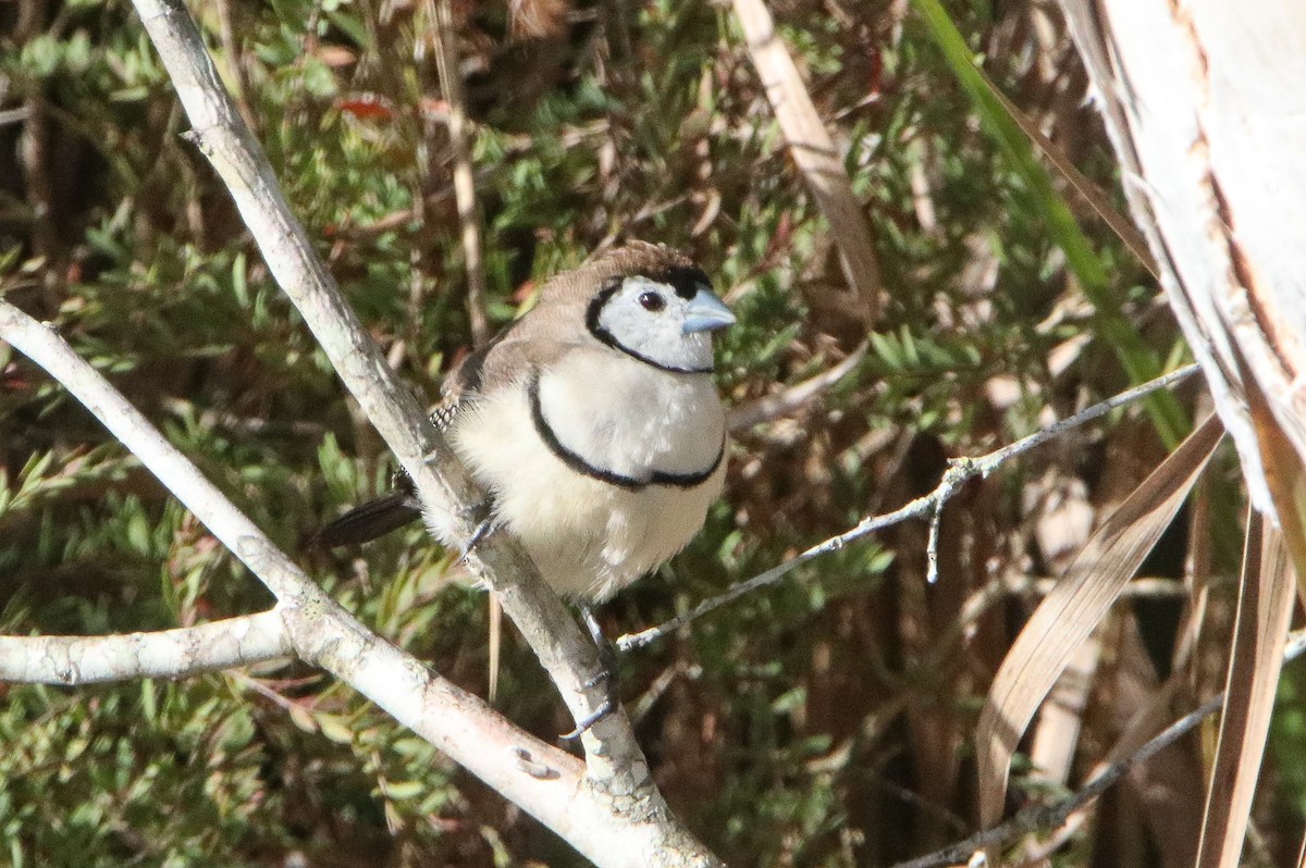 Double-barred Finch - Sandra Gallienne