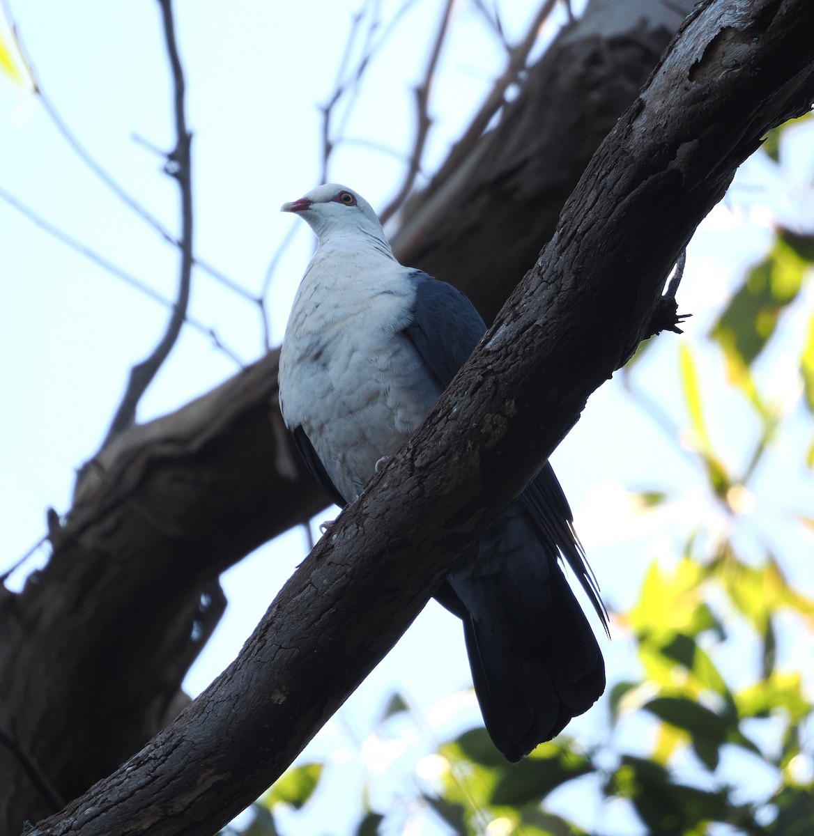 holub běloprsý - ML620130168