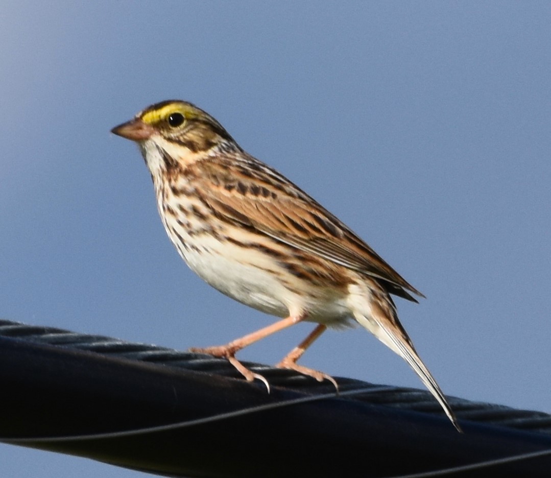 Savannah Sparrow - ML620130186