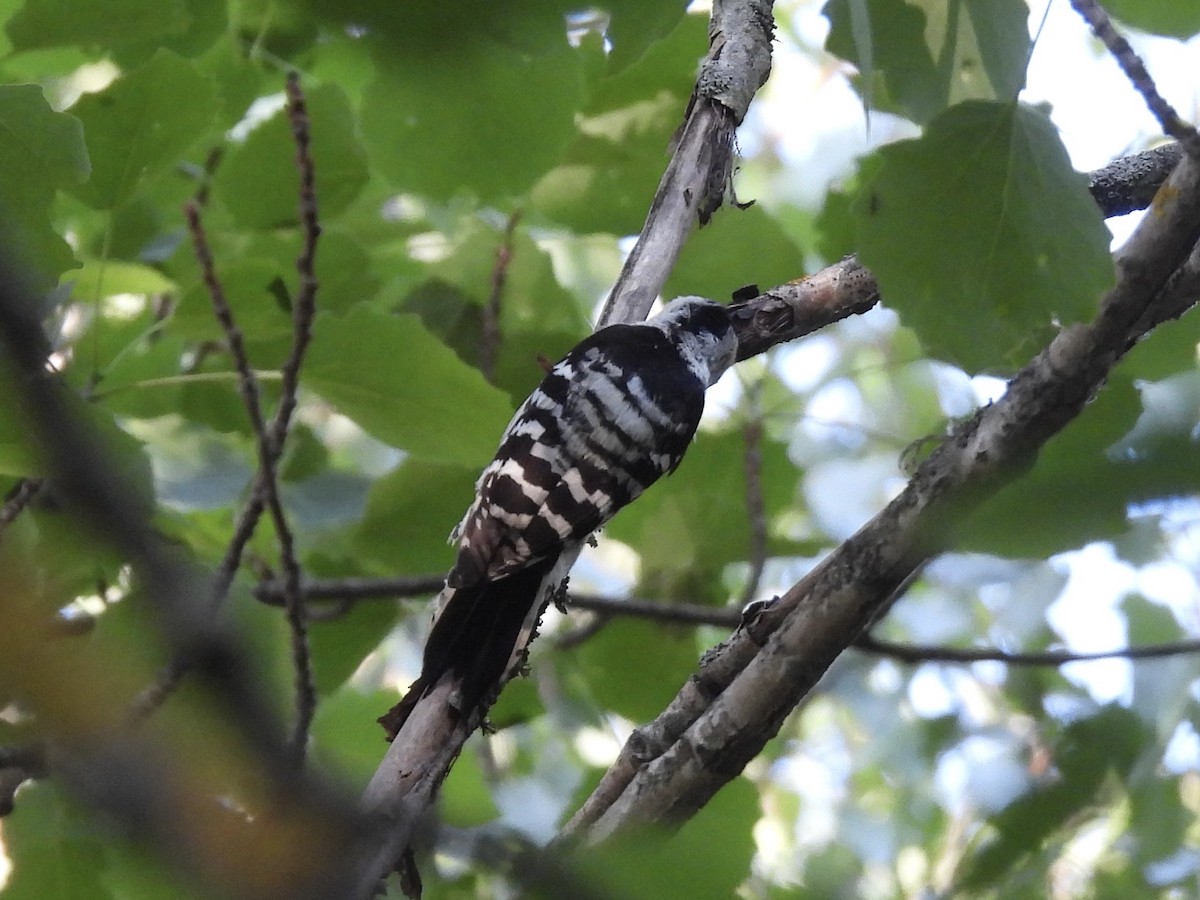Lesser Spotted Woodpecker - ML620130188