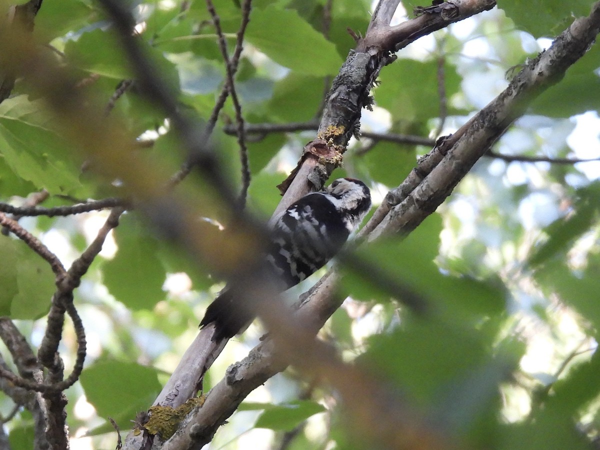 Lesser Spotted Woodpecker - ML620130190