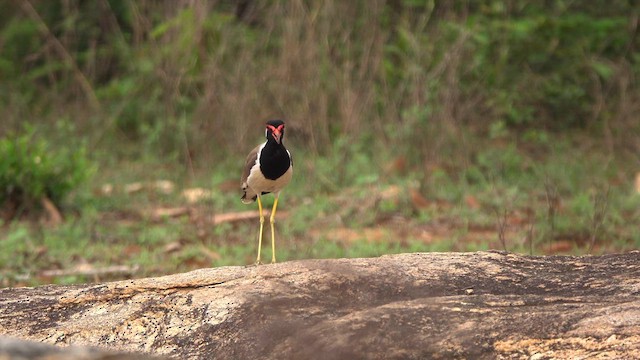 Red-wattled Lapwing - ML620130213