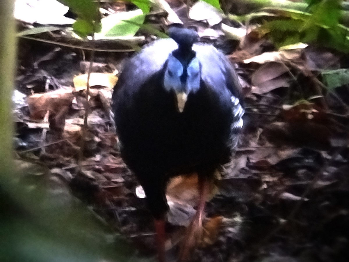 Malayan Crested Fireback - ML620130221