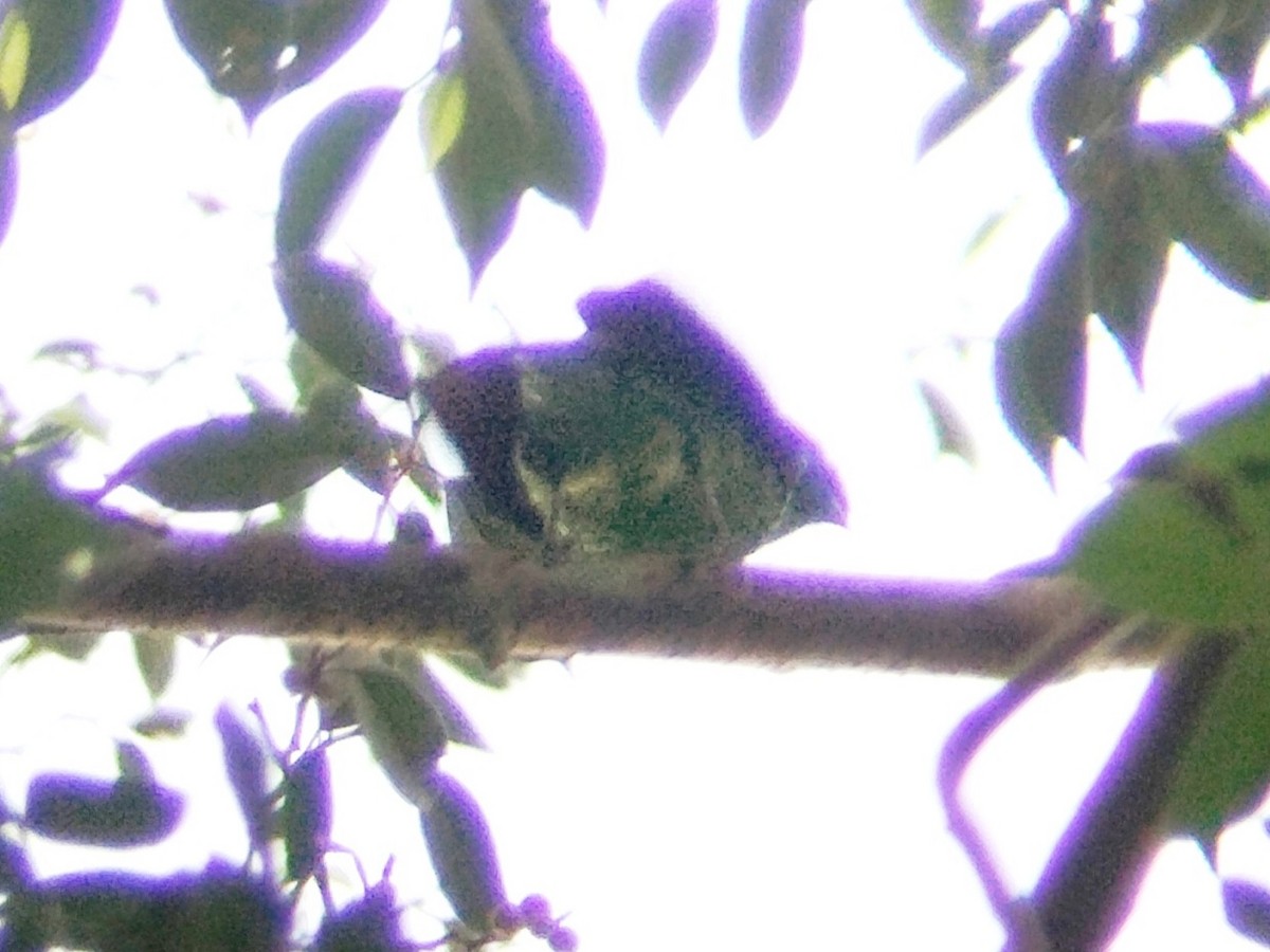 Green Broadbill - ML620130230