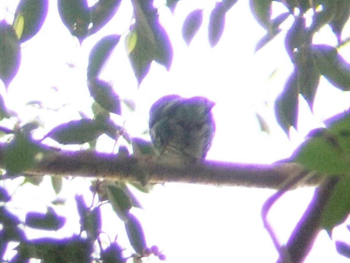 Green Broadbill - ML620130231