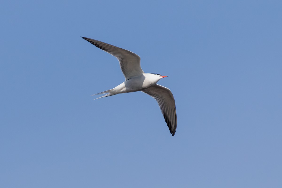 Common Tern - ML620130241