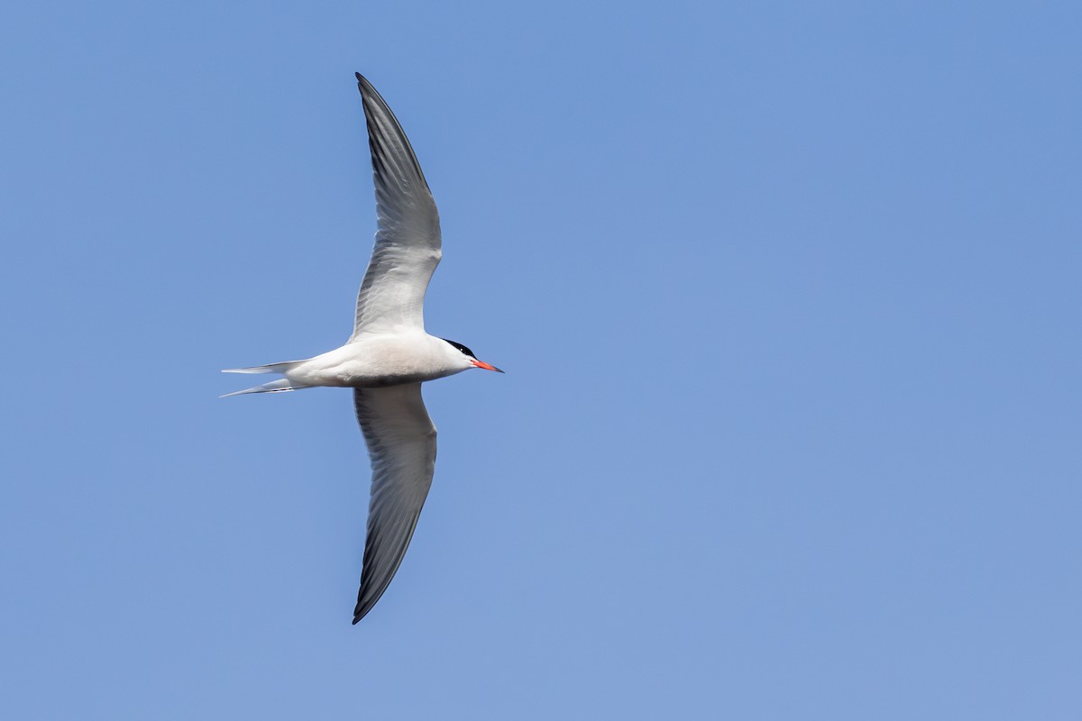 Common Tern - ML620130242