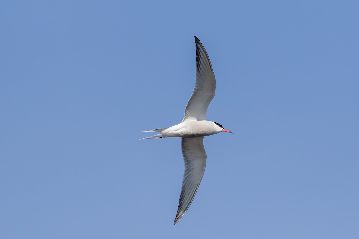 Common Tern - ML620130243