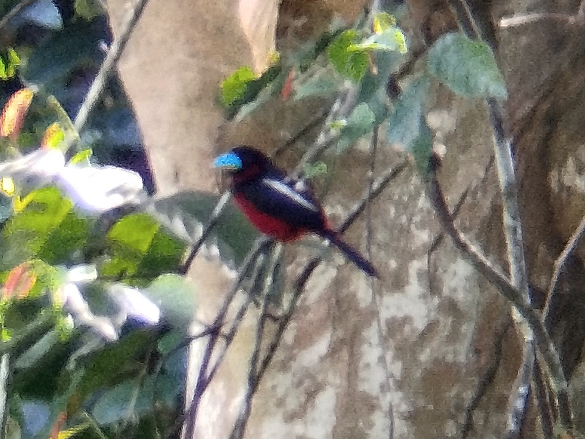 Black-and-red Broadbill - ML620130244